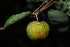  ( - RBN100.1)  @11 [ ] Unspecified (default): All Rights Reserved  Unspecified Unspecified
