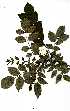  (Zanthoxylum leprieurii - RBN131)  @11 [ ] Unspecified (default): All Rights Reserved  Olivier Maurin Unspecified