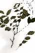  ( - RBN152)  @11 [ ] Unspecified (default): All Rights Reserved  Olivier Maurin Unspecified