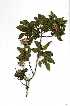  ( - RBN154.2)  @11 [ ] Copyright  - Unspecified
