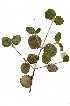  ( - RBN185.1)  @11 [ ] Copyright  - Unspecified