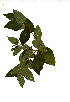  ( - RBN246)  @11 [ ] Copyright  - Unspecified