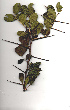  (Dovyalis caffra - RBN286)  @11 [ ] Copyright  - Unspecified