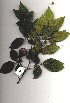  ( - RBN322)  @11 [ ] Copyright  - Unspecified