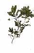  (Diospyros lycioides subsp guerkei - RBN343)  @11 [ ] Copyright  - Unspecified