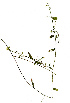  (Polygala sphenoptera - RL1118)  @11 [ ] Copyright  - Unspecified