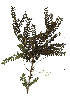  ( - RL1228)  @11 [ ] Copyright  - Unspecified