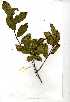  ( - RL1355.1)  @11 [ ] Copyright  - Unspecified