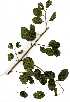  (Combretum microphyllum - RL1662)  @11 [ ] Copyright  - Unspecified