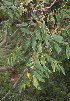  (Combretum sp. nov B - Styles DCA 3312)  @11 [ ] Unspecified (default): All Rights Reserved  Unspecified Unspecified