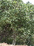  ( - Styles DCA 3312)  @11 [ ] Unspecified (default): All Rights Reserved  Unspecified Unspecified