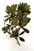  (Mystroxylon aethiopicum var burkeanum - WB0002)  @11 [ ] Copyright  - Unspecified