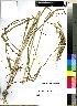  (Sorghum versicolor - Bester_SP_4688)  @11 [ ] No Rights Reserved  Unspecified Unspecified