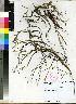 ( - Braun_RP_1295)  @11 [ ] No Rights Reserved  Unspecified Unspecified