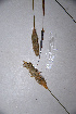  ( - KNP181)  @11 [ ] Unspecified (default): All Rights Reserved  Unspecified Unspecified