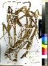  (Setaria italica - Kroon_NV_15747)  @11 [ ] No Rights Reserved  Unspecified Unspecified