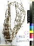  (Schizachyrium sanguineum - Masombuka_AS_204)  @11 [ ] No Rights Reserved  Unspecified Unspecified