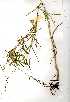  ( - OM0308)  @11 [ ] Copyright  - Unspecified