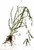  (Eleusine africana - OM0746)  @11 [ ] Copyright  - Unspecified