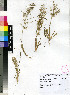  (Diandrochloa - PRE191)  @11 [ ] Unspecified (default): All Rights Reserved  Unspecified Unspecified