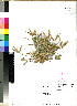  (Eleusine tristachya - PRE273)  @11 [ ] No Rights Reserved (2011) Olivier Maurin University of Johannesburg