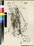  (Pentachistis scandens - PRE442)  @11 [ ] Unspecified (default): All Rights Reserved  Unspecified Unspecified