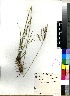  (Bromus speciosus - PRE471)  @11 [ ] No Rights Reserved  Unspecified Unspecified