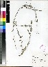  (Panicum parvifolium - PRE477)  @11 [ ] Unspecified (default): All Rights Reserved  Unspecified Unspecified
