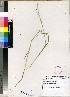  (Panicum repentellum - PRE492)  @11 [ ] Unspecified (default): All Rights Reserved  Unspecified Unspecified