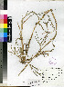  (Setaria geminata - PRE527)  @11 [ ] No Rights Reserved  Unspecified Unspecified
