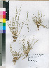  (Puccinellia fasciculata - PRE533)  @11 [ ] No Rights Reserved  Unspecified Unspecified