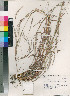  (Schizachyrium jeffreysii - PRE536)  @11 [ ] No Rights Reserved  Unspecified Unspecified