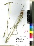  (Setaria nigrirostris - Smook_L_11417)  @11 [ ] No Rights Reserved  Unspecified Unspecified