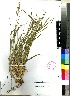  (Setaria appendiculata - Smook_L_9456)  @11 [ ] No Rights Reserved  Unspecified Unspecified