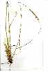  (Setaria incrassata - YBK035)  @11 [ ] Copyright  - Unspecified