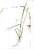  (Bothriochloa insculpta - YBK091)  @11 [ ] Copyright  - Unspecified