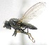  (Gymnoclasiopa tacoma - KNWR-Ento-10606)  @11 [ ] No Rights Reserved (2014) Unspecified U.S. Fish and Wildlife Service