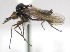  (Iteaphila orchestris - KNWR-Ento-4623)  @13 [ ] No Rights Reserved (2014) Unspecified U.S. Fish and Wildlife Service
