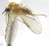  (Iteaphila triangula - KNWR-Ento-2887)  @12 [ ] No Rights Reserved (2014) Unspecified U.S. Fish and Wildlife Service