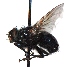  ( - KNWR-Ento-7218)  @12 [ ] No Rights Reserved (2014) Unspecified U.S. Fish and Wildlife Service
