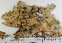  (Lobaria hallii - KNWR Herb 9024)  @11 [ ] CreativeCommons - Attribution Non-Commercial Share-Alike (2013) Unspecified U.S. Fish and Wildlife Service