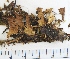  (Lobaria linita - KNWR Herb 9026)  @11 [ ] CreativeCommons - Attribution Non-Commercial Share-Alike (2013) Unspecified U.S. Fish and Wildlife Service