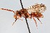  (Nomada binotata - KONoProj_186)  @11 [ ] CC BY-NC-SA 3.0 (2021) Unspecified York University