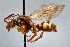  (Nomada dentariae - KONoProj_207)  @11 [ ] CC BY-NC-SA 3.0 (2021) Unspecified York University