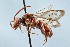  (Nomada gracilis - KONoProj_239)  @14 [ ] CC BY-NC-SA 3.0 (2021) Unspecified York University