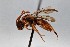  (Nomada composita - KONoProj_273)  @11 [ ] CC BY-NC-SA 3.0 (2021) Unspecified York University