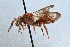  (Nomada rubicunda - KONoProj_27)  @11 [ ] CC BY-NC-SA 3.26 (2021) Unspecified York University