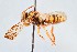  (Nomada annulata - KONoProj_319)  @11 [ ] CC BY-NC-SA 3.0 (2021) Unspecified York University