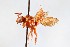  (Nomada belfragei - KONoProj_327)  @11 [ ] CC BY-NC-SA 3.0 (2021) Unspecified York University