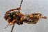  (Nomada sphaerogaster - KONoProj_37)  @11 [ ] CC BY-NC-SA 3.36 (2021) Unspecified York University